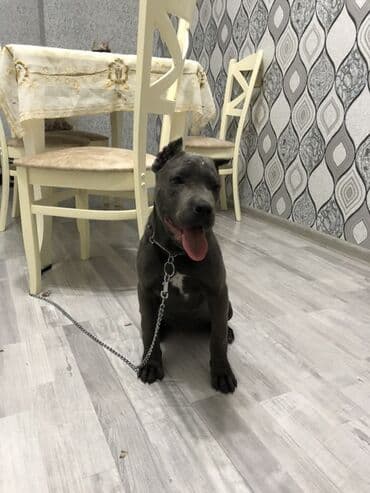 Kane-Korso, 4 ay, Dişi, Sənədli, Ödənişli çatdırılma lalafo.az -da Kane-Korso, 4 ay, Dişi, Sənədli, Ödənişli çatdırılma