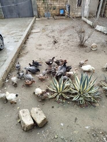 Erkək, | Macar, Lal ördək, Kuban, Ətlik, Ünvandan götürmə lalafo.az -da Erkək, | Macar, Lal ördək, Kuban, Ətlik, Ünvandan götürmə