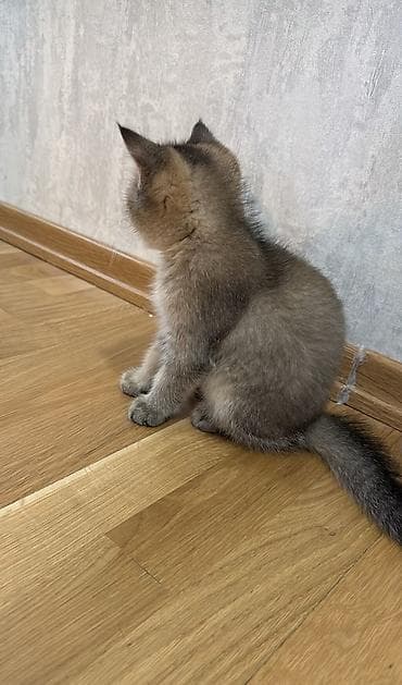 Qızıl şinşilla, Dişi lalafo.az -da Qızıl şinşilla, Dişi