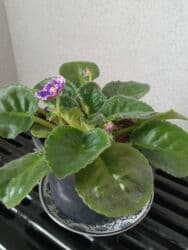 Bənövşə (Afrika bənövşəsi) – bənövşəyi çiçəkli, xırda dalğalı ləçəklər lalafo.az -da Bənövşə (Afrika bənövşəsi) – bənövşəyi çiçəkli, xırda dalğalı ləçəklər