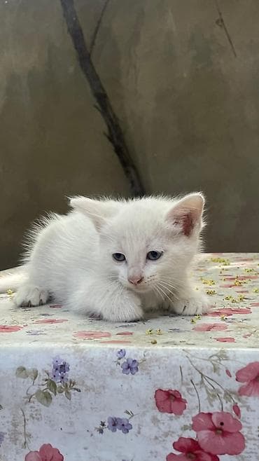 4 котят 40 дневные отдам бесплатно хорошие руки lalafo.az -da 4 котят 40 дневные отдам бесплатно хорошие руки