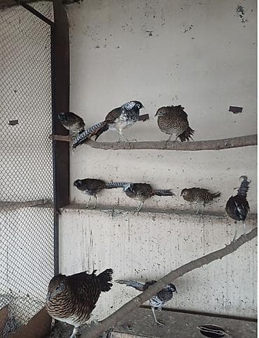 Salam Bir Ekrek bir disi Orjinal Almaz 160 AZN lalafo.az -da Salam Bir Ekrek bir disi Orjinal Almaz 160 AZN