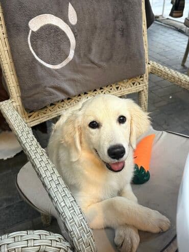 Labrador-retriver, 4 ay, Dişi, Peyvəndli, Ünvandan götürmə lalafo.az -da Labrador-retriver, 4 ay, Dişi, Peyvəndli, Ünvandan götürmə