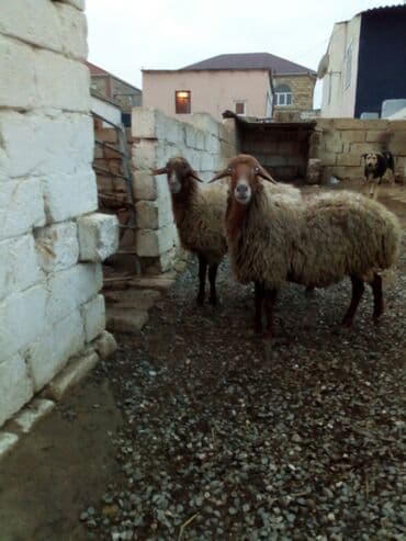 Məhsul: Qoyunlar - Növ: Yerli (ehtimalən qaragül/yağlı quyruq tipli) lalafo.az -da Məhsul: Qoyunlar - Növ: Yerli (ehtimalən qaragül/yağlı quyruq tipli)