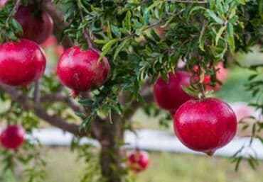 Nar dərimi və daşınması üçün işçi axtarılır. Qalmağa yer və yeməklə lalafo.az -da Nar dərimi və daşınması üçün işçi axtarılır. Qalmağa yer və yeməklə