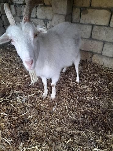 Erkək, Zanen, il: 3, Damazlıq, Ünvandan götürmə lalafo.az -da Erkək, Zanen, il: 3, Damazlıq, Ünvandan götürmə