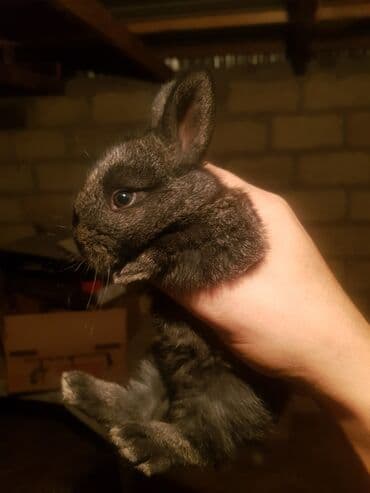 Qara rəngli miniatür dovşan balası ve anasida var isdesez anasinida lalafo.az -da Qara rəngli miniatür dovşan balası ve anasida var isdesez anasinida