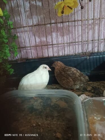 Dişi çin bildirçini satılır qəhvəyi rəng bala veren yumurtayan üuşdu lalafo.az -da Dişi çin bildirçini satılır qəhvəyi rəng bala veren yumurtayan üuşdu