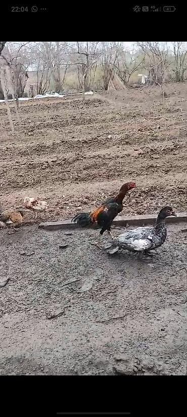 Salam. macar erkək ördək satılır lalafo.az -da Salam. macar erkək ördək satılır