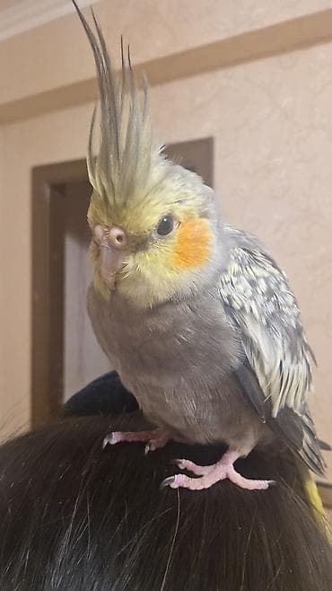 Nimfa (cockatiel) tutuquşu - Rəng: boz-qara qarışıq lələklər, başda at lalafo.az Nimfa (cockatiel) tutuquşu - Rəng: boz-qara qarışıq lələklər, başda