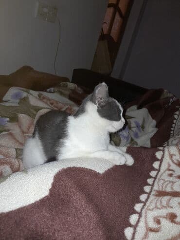 Boz-ağ rəng palitrası olan ev pişiyi. Qulaqları uclu, tükləri qısa və lalafo.az -da Boz-ağ rəng palitrası olan ev pişiyi. Qulaqları uclu, tükləri qısa və