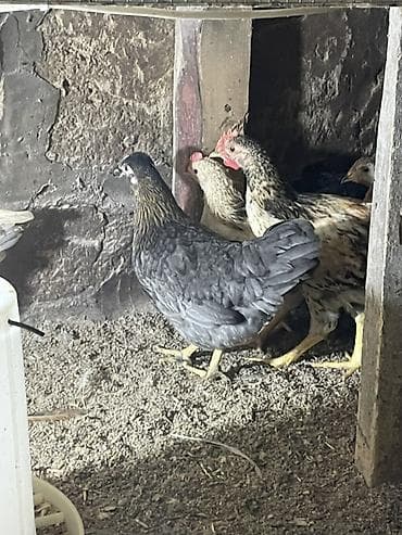 Toyuq, Yumurtalıq lalafo.az -da Toyuq, Yumurtalıq