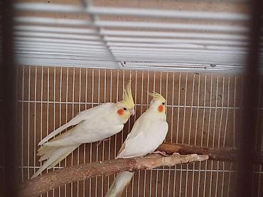 Məhsul: Sarı ağ rəngli nimfa (Cockatiel) cütü Təsvir: - Nadir lalafo.az -da Məhsul: Sarı ağ rəngli nimfa (Cockatiel) cütü Təsvir: - Nadir