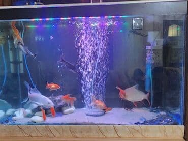 Dördbucaq akvarium, Balıqlarla birlikdə, 120 l lalafo.az -da Dördbucaq akvarium, Balıqlarla birlikdə, 120 l