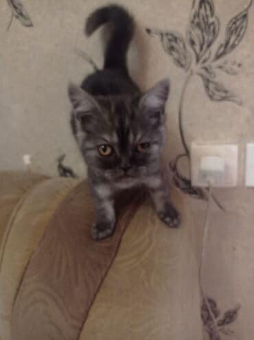 Britan, Erkək lalafo.az -da Britan, Erkək