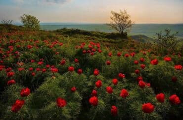 Удобрения: Angustifolia Peony Toxumları
1 ədəd 20 qəpik at lalafo.az — 5 Удобрения: Angustifolia Peony Toxumları
1 ədəd 20 qəpik — 5