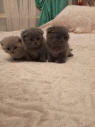 Şotland, Erkək, Dişi lalafo.az -da Şotland, Erkək, Dişi