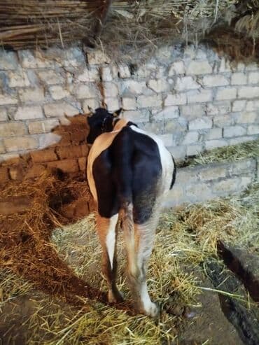 2 ci qarina 5 ayliq bogazdi 11 12 l sud verib 1 ci qarinda saglam lalafo.az -da 2 ci qarina 5 ayliq bogazdi 11 12 l sud verib 1 ci qarinda saglam