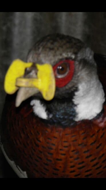 Quşlar bir birlərinə xəsarət verməsinin qarşısını alır cox goturen lalafo.az -da Quşlar bir birlərinə xəsarət verməsinin qarşısını alır cox goturen