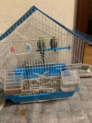 Dalğalı tutuquşular üçün qəfəs dəsti - Forma: üçbucaq damlı metal lalafo.az -da — 2 Dalğalı tutuquşular üçün qəfəs dəsti - Forma: üçbucaq damlı metal — 2