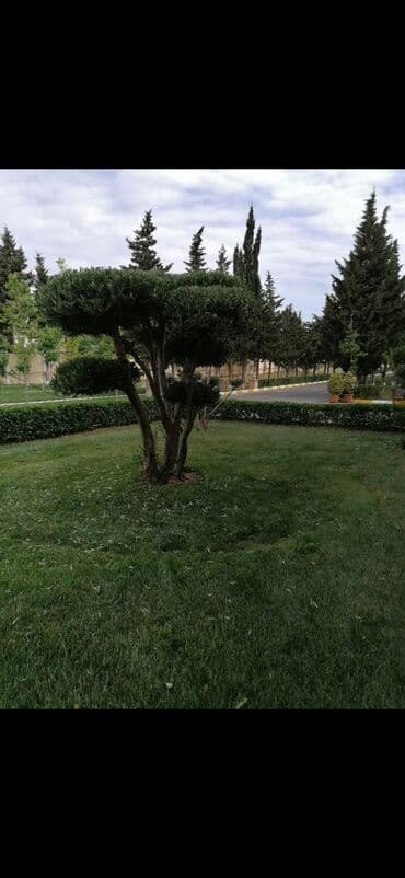 Salam aleykum Adim Sahib 43yaşim var Bakıda yaşayiram Baki etrafi lalafo.az -da Salam aleykum Adim Sahib 43yaşim var Bakıda yaşayiram Baki etrafi