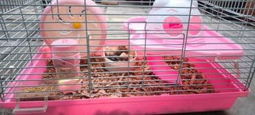 Dağsiçanları, siriyskiydilər, erkəkdi. Bir dənə halın. Sağdır. Hamsını lalafo.az -da Dağsiçanları, siriyskiydilər, erkəkdi. Bir dənə halın. Sağdır. Hamsını