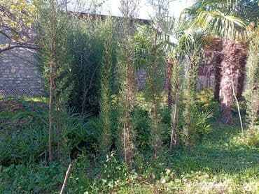 Удобрения: Məhsul: Bağ və landşaft üçün dekorativ palma və iynəyarpaq at lalafo.az — 3 Удобрения: Məhsul: Bağ və landşaft üçün dekorativ palma və iynəyarpaq — 3