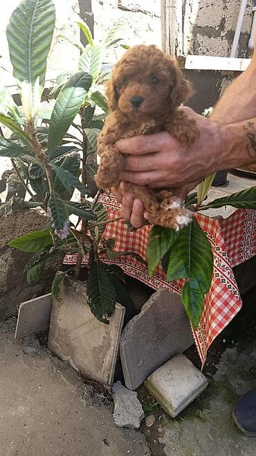 Pudel, Erkek, Peyvəndli lalafo.az -da Pudel, Erkek, Peyvəndli