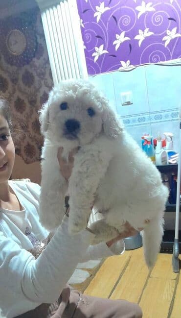 Ağ, tüklü, kiçik ölçülü balaca erkek it balası. - Yumşaq, qıvrım tüklü lalafo.az -da Ağ, tüklü, kiçik ölçülü balaca erkek it balası. - Yumşaq, qıvrım tüklü