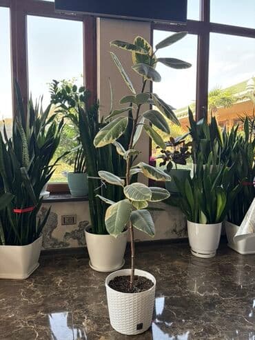 Fikus elastica “Tineke” – dekorativ yarpaqlı otaq bitkisi - Növ lalafo.az -da Fikus elastica “Tineke” – dekorativ yarpaqlı otaq bitkisi - Növ