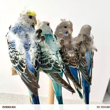 Japonse alıram 2 dene maya lazımdı bala olsada olar ferqi yoxdu 7 8 lalafo.az -da Japonse alıram 2 dene maya lazımdı bala olsada olar ferqi yoxdu 7 8