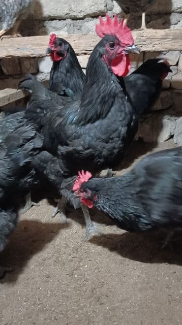 Toyuq, Australorp, Yumurtalıq, Ünvandan götürmə lalafo.az -da Toyuq, Australorp, Yumurtalıq, Ünvandan götürmə