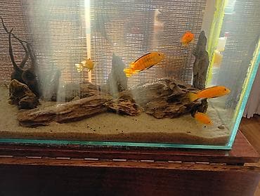 Dördbucaq akvarium, Balıqlarla birlikdə, 135 l, Ödənişli çatdırılma lalafo.az -da Dördbucaq akvarium, Balıqlarla birlikdə, 135 l, Ödənişli çatdırılma
