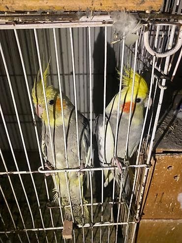 Nimfa (Cockatiel) cütü – boz-sarı rəng çalarını daşıyan, yanaqlarında lalafo.az -da Nimfa (Cockatiel) cütü – boz-sarı rəng çalarını daşıyan, yanaqlarında