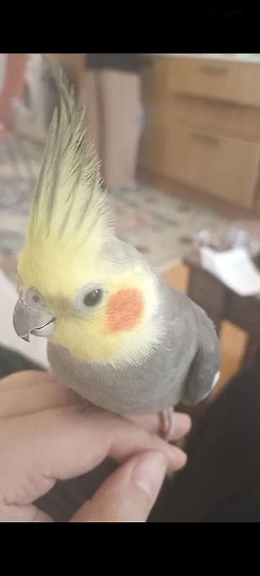 Nimfa (Cockatiel) – əl öyrəşmiş, evdə böyüdülmüş quş Hazır cüt ələ lalafo.az -da Nimfa (Cockatiel) – əl öyrəşmiş, evdə böyüdülmüş quş Hazır cüt ələ
