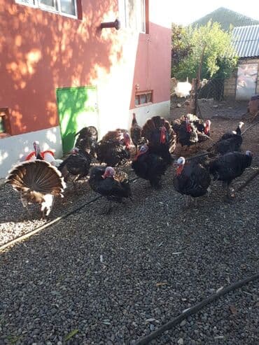 Erkək, Amerika, Ətlik, Ünvandan götürmə lalafo.az -da Erkək, Amerika, Ətlik, Ünvandan götürmə