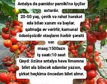 Hava yolu biletini ala biləcək şəxslər yazsın lalafo.az -da Hava yolu biletini ala biləcək şəxslər yazsın