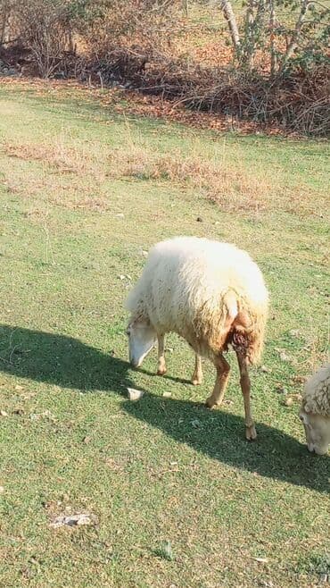 Dişi, il: 2, Damazlıq, Ünvandan götürmə lalafo.az -da Dişi, il: 2, Damazlıq, Ünvandan götürmə