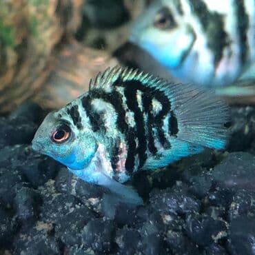 Cixlid balığı, Sülhsevər lalafo.az -da Cixlid balığı, Sülhsevər