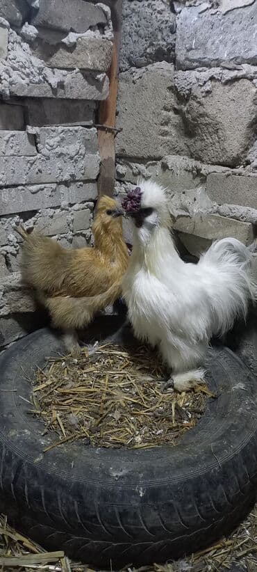 PonPonlar cütü 65 azn lalafo.az -da PonPonlar cütü 65 azn