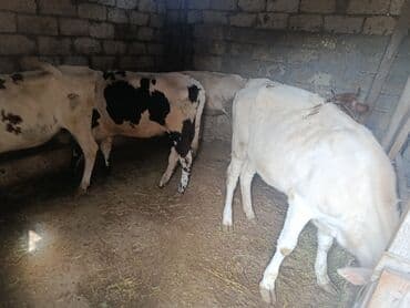 Salam 5 dana satılır dişi danalardır cins malın balaridi qiymət 1370 lalafo.az -da Salam 5 dana satılır dişi danalardır cins malın balaridi qiymət 1370