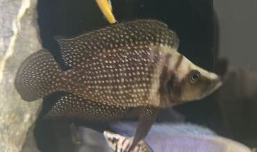 Cixlid balığı, Yırtıcı lalafo.az -da Cixlid balığı, Yırtıcı