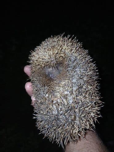 Heyetden tutulma kirpiler, Baki ve bezi rayonlara catdirilma var lalafo.az -da Heyetden tutulma kirpiler, Baki ve bezi rayonlara catdirilma var