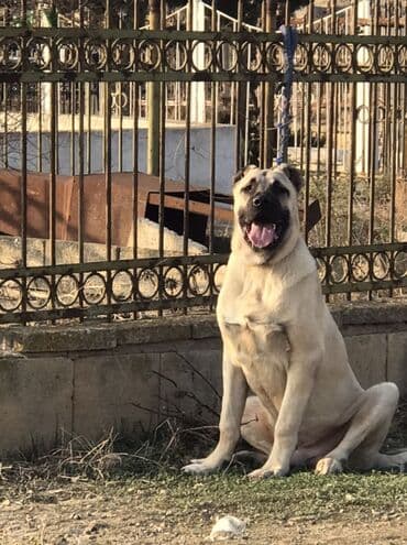 Qurdbasar, 9 ay, Erkek lalafo.az -da Qurdbasar, 9 ay, Erkek