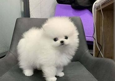 Şpitz, 2 ay, Sənədli lalafo.az -da Şpitz, 2 ay, Sənədli