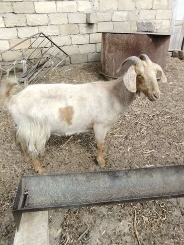 Dişi, il: 1, Damazlıq, Ünvandan götürmə lalafo.az -da Dişi, il: 1, Damazlıq, Ünvandan götürmə