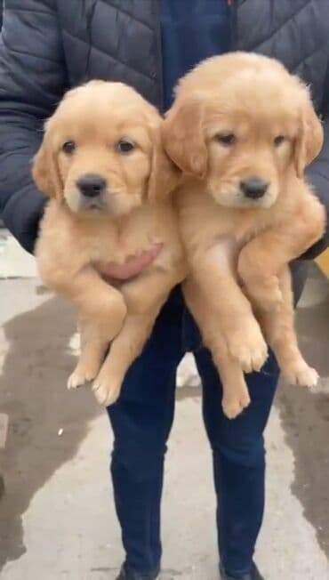 Labrador-retriver, 2 ay, Dişi lalafo.az -da Labrador-retriver, 2 ay, Dişi