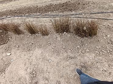 Məhsul: Dekorativ kollar (sıx budaqlı, sərhəd/çit üçün) Təsvir: - Sıx lalafo.az -da — 1 Məhsul: Dekorativ kollar (sıx budaqlı, sərhəd/çit üçün) Təsvir: - Sıx — 1