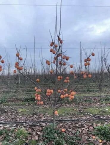 99 sot, Mülkiyyətçi, Kupça (Çıxarış) lalafo.az -da 99 sot, Mülkiyyətçi, Kupça (Çıxarış)