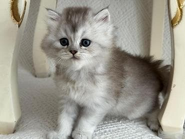 Gözəl, uzun tüklü balaca pişik balası - Növ: ev pişiyi (uzun tüklü lalafo.az -da Gözəl, uzun tüklü balaca pişik balası - Növ: ev pişiyi (uzun tüklü